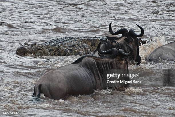 nile crocodile attacking wildebeests in mara river - wildebeest stock pictures, royalty-free photos & images