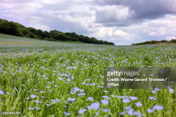 scenic view of flowering plants on field against sky,surrey,united kingdom,uk - wayne gerard trotman fotografías e imágenes de stock
