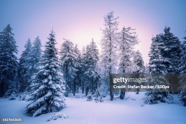 trees on snow covered field against sky,brocken,wernigerode,germany - germany snow stock pictures, royalty-free photos & images