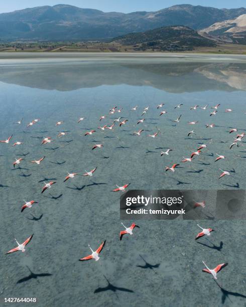 flamencos volando en el lago - flamingo fotografías e imágenes de stock