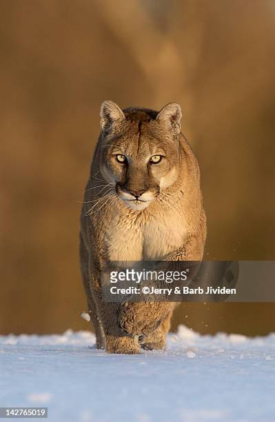 mountain lion - mountain lion foto e immagini stock