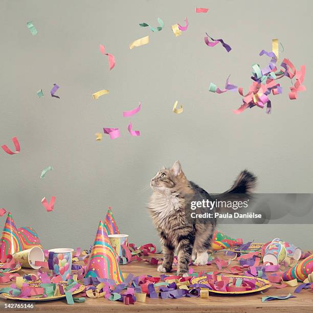 confetti cat - party decorations stock-fotos und bilder