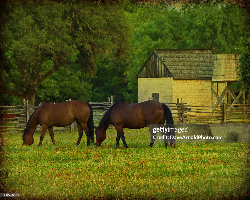 Grazing wildflowers