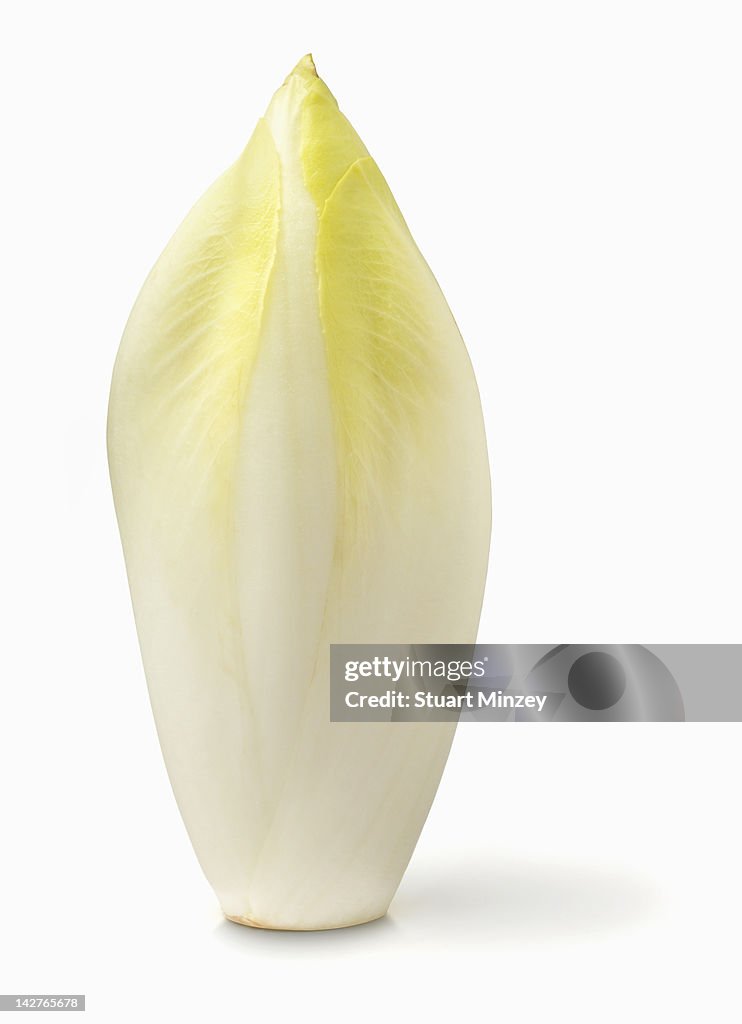 Chicory on white background