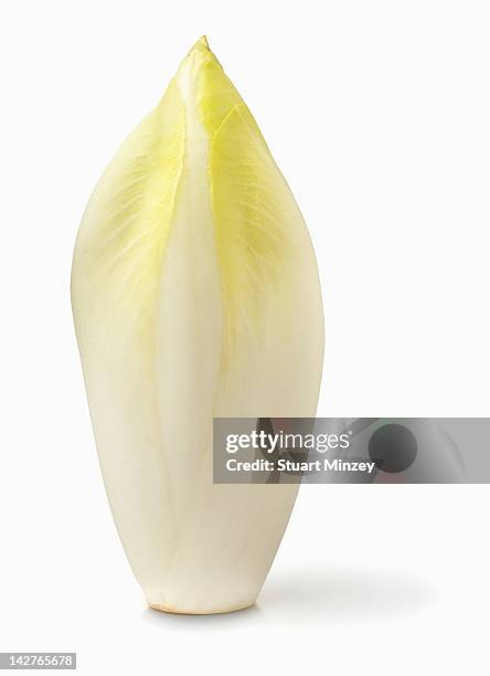 chicory on white background - andijvie stockfoto's en -beelden