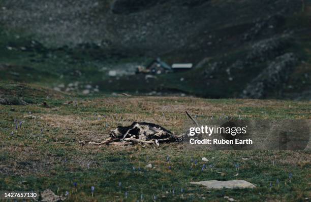 dead goat in the country side - dood dier stockfoto's en -beelden