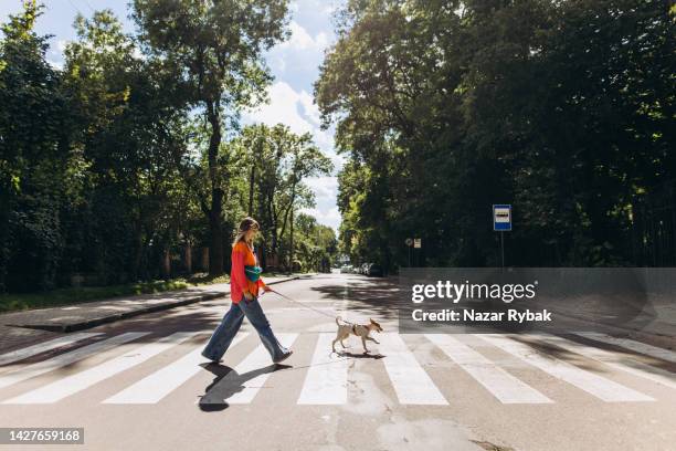 una donna attraversa la strada con il suo cane al guinzaglio su un passaggio pedonale - attraversare foto e immagini stock