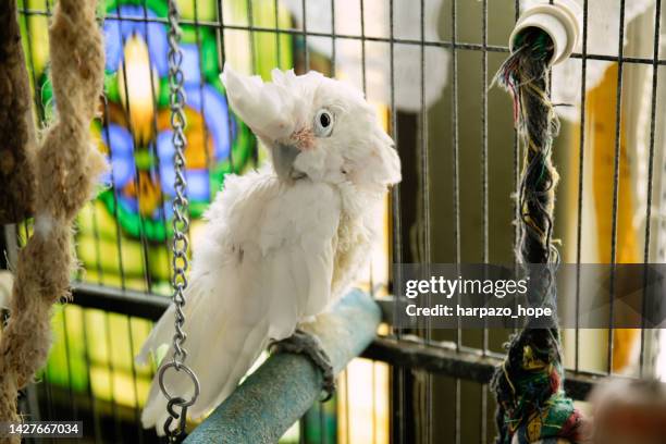 old cockatoo with plucked feathers growing in perched in its cage. - trapped bird stock pictures, royalty-free photos & images