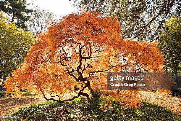 japanese maple tree in the fall - japanese maple stock pictures, royalty-free photos & images
