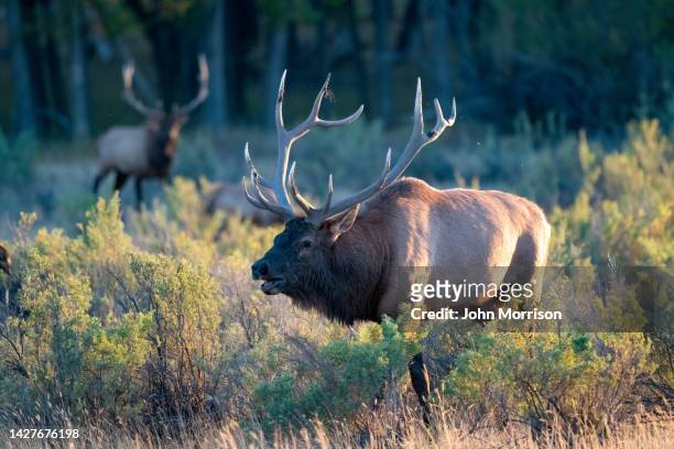 dominant bull elk bugling at sunset in northern montana - bull animal ��個照片及圖片檔