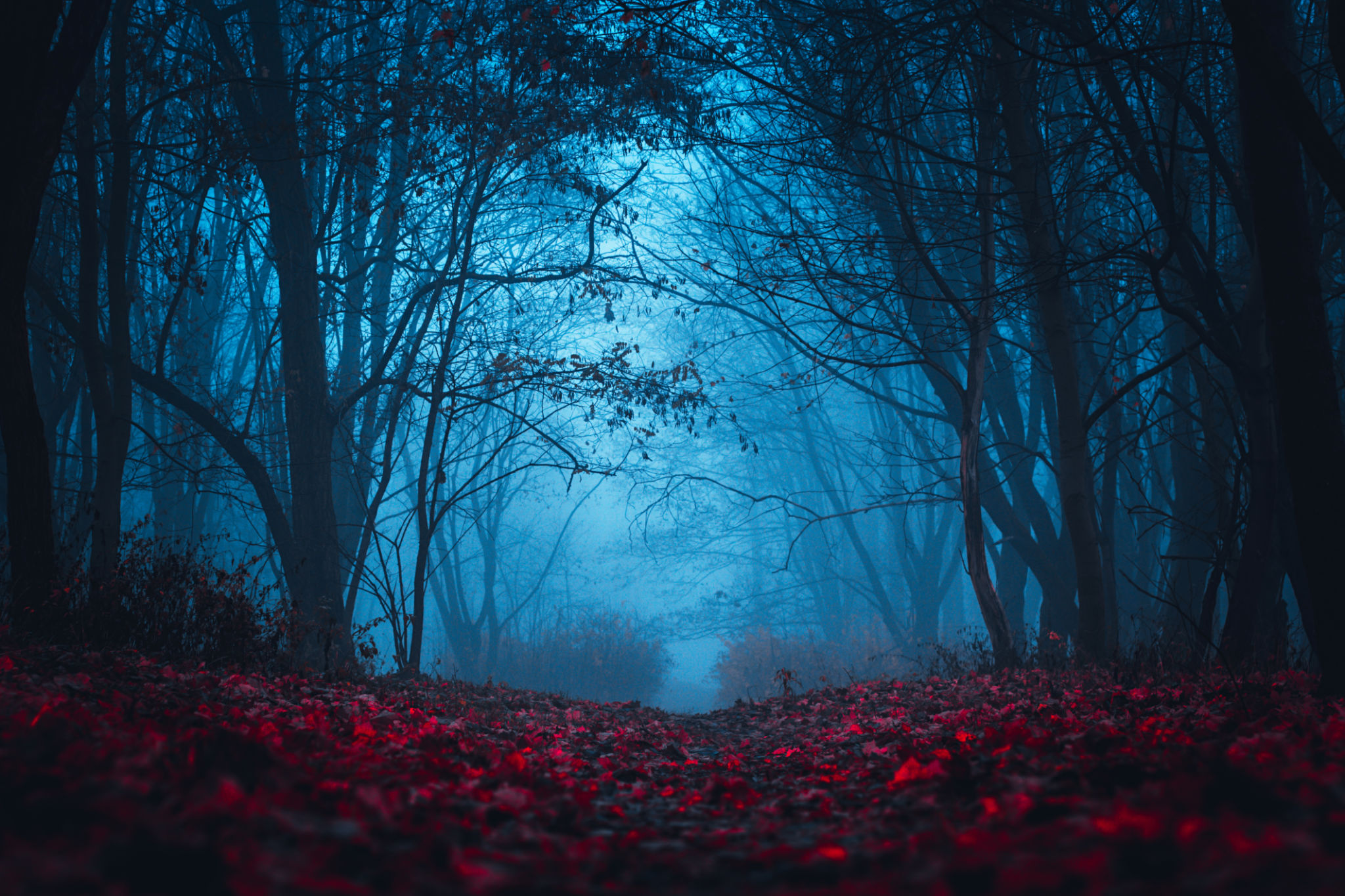 Fairy Forest. Mystical atmosphere. Paranormal another world. Stranger forest in a fog. Dark scary park with red leaves. Background for wallpaper. Fairy Forest. Mystical atmosphere. Paranormal another world. Stranger forest in a fog. Dark scary park with red leaves. Background for wallpaper.