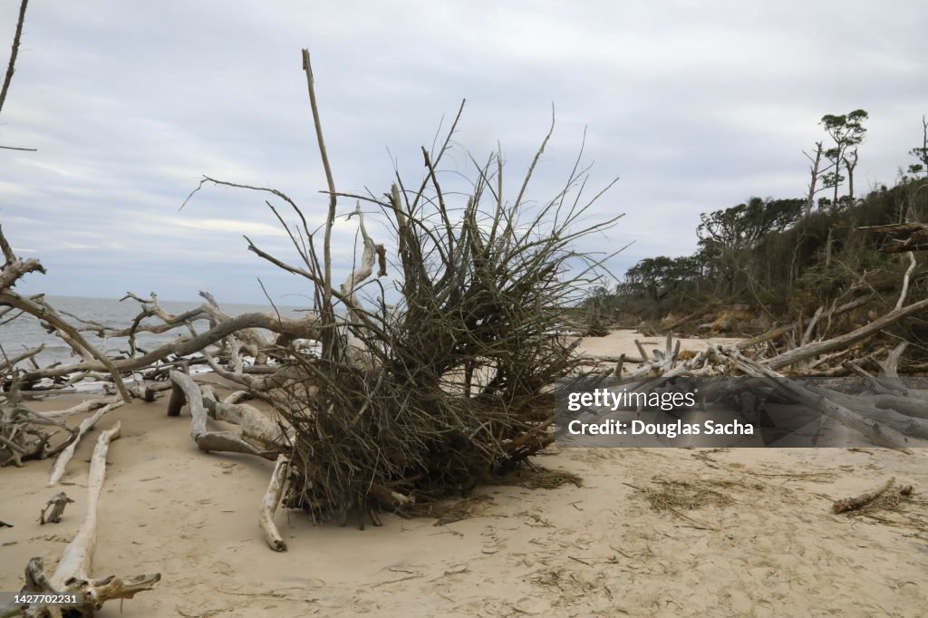Dead trees and driftwood on the shore at the Boneyard Beach in Big Talbot State Park