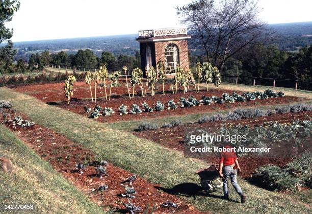 Gardener works at Thomas Jefferson's estate, Monticello, near Charlottesville, Virginia. Jefferson was an avid gardener and grew more than 300...