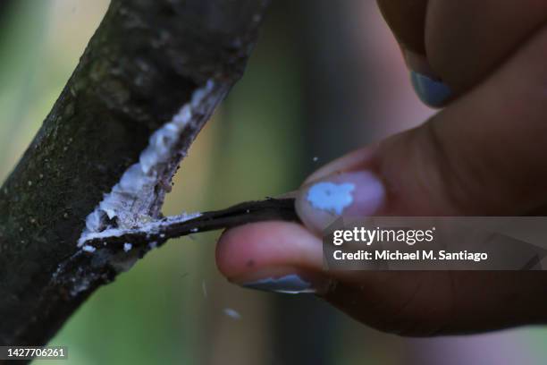 Student with the after-school outdoor education class Nature Nerds destroys spotted lanternfly eggs at Inwood Hill Park on September 26, 2022 in New...