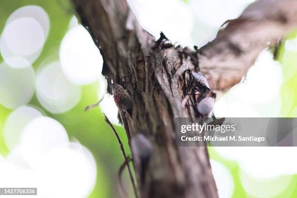 Spotted lanternflies perch on a tree at Inwood Hill Park on September 26, 2022 in New York City. Spotted lanternflies, an insect native to Southeast...