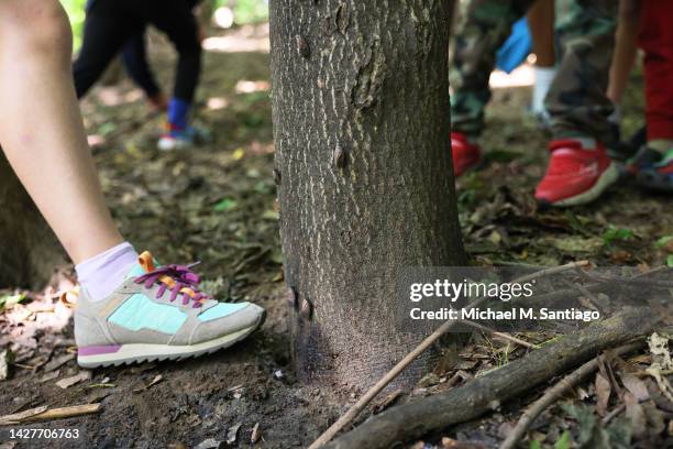 Students with the after-school outdoor education class Nature Nerds kill spotted lanternflies at Inwood Hill Park on September 26, 2022 in New York...