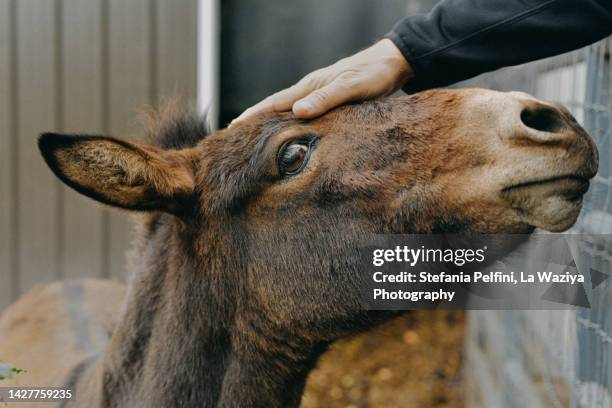 close up of hand petting a donkey - jackass images - fotografias e filmes do acervo