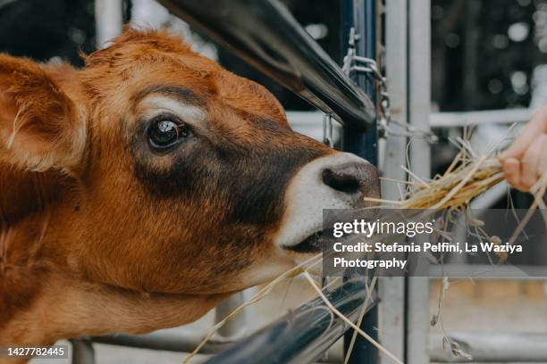 cow being fed hay - cow eye - fotografias e filmes do acervo