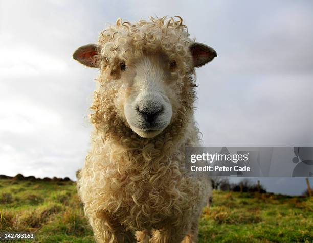 sheep in field - carneiro imagens e fotografias de stock