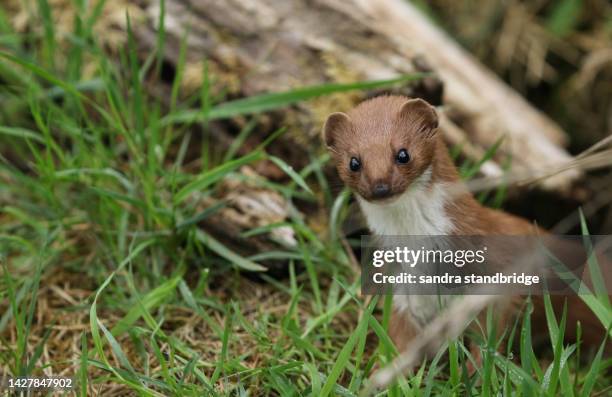 a weasel, mustela nivalis, hunting around for food in the grass at the british wildlife centre. - weasel stock pictures, royalty-free photos & images