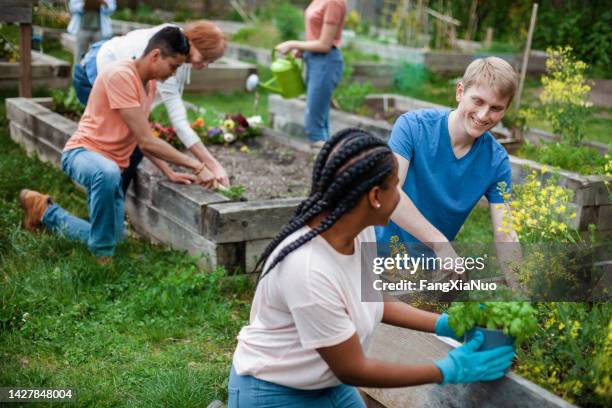 junge multirassische gruppe von freiwilligen, die zusammenarbeiten, arbeiten im gemeinschaftsgartenpark in der nachbarschaft zusammen - community garden stock-fotos und bilder