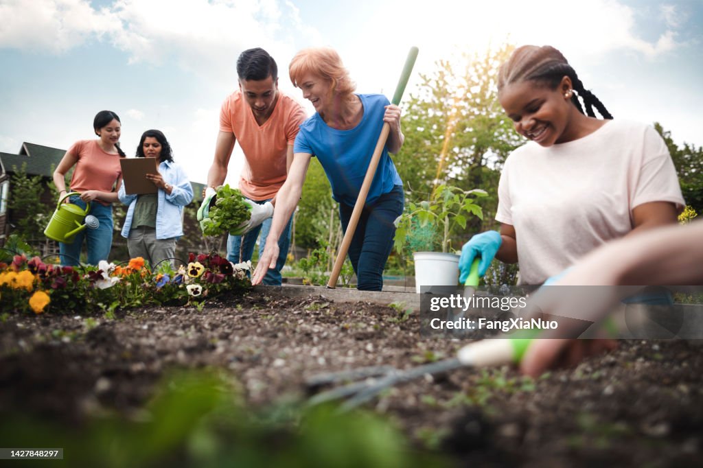 Eine multirassische Gruppe junger Männer und junger Frauen versammelt sich als Freiwillige, um Blumen im Gemeinschaftsgarten mit Rat und Teamarbeit von reifen weiblichen Projektmanagern zu pflanzen