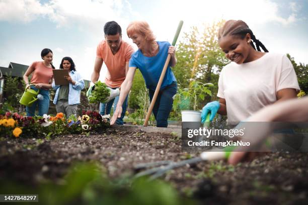 multiracial group of young men and young women gather as volunteers to plant flowers in community garden with mature woman project manager advice and teamwork - toples stockfoto's en -beelden