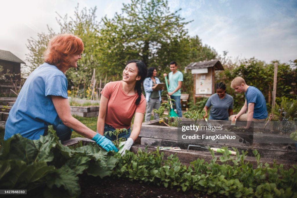 Multiracial group of young men and young women gather as volunteers to plant vegetables in community garden with mature woman project manager advice and teamwork