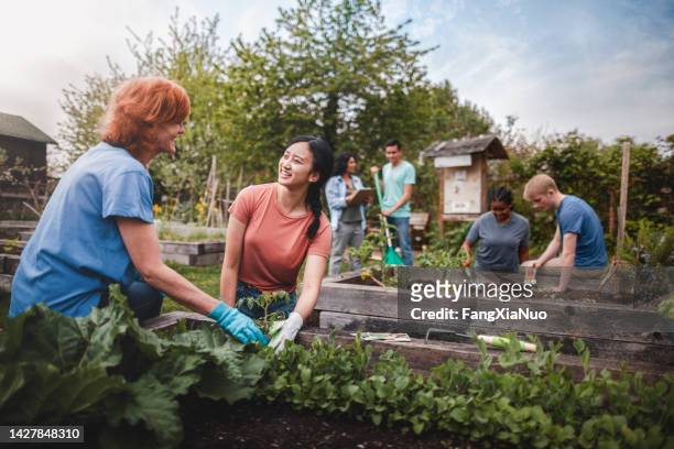 multiracial group of young men and young women gather as volunteers to plant vegetables in community garden with mature woman project manager advice and teamwork - organised group stock pictures, royalty-free photos & images