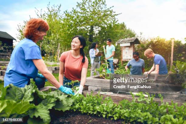 multiracial group of young men and young women gather as volunteers to plant vegetables in community garden with mature woman project manager advice and teamwork - community garden stockfoto's en -beelden