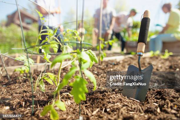 shovel trowel sits in soil dirt alongside tomato plant seedling in community garden public park together with gardener volunteers - troffel stockfoto's en -beelden