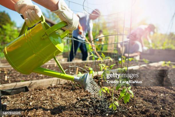 gardener watering tomato plant seedling in community garden public park together with gardener volunteers for charity work in summer - mulch stock pictures, royalty-free photos & images