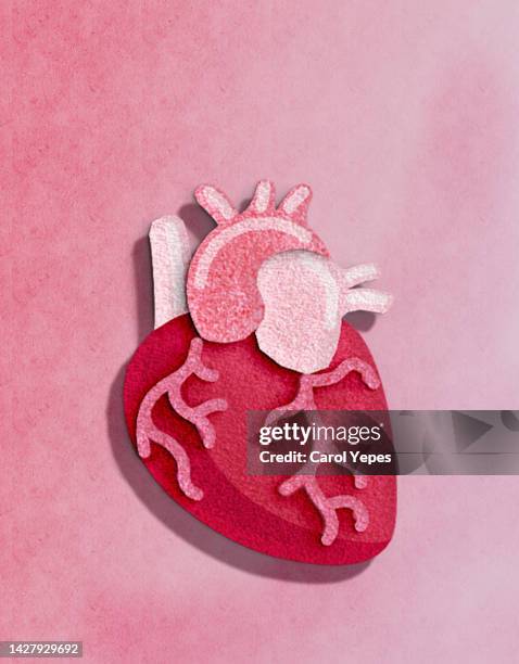 anatomical heart made of felt textile in red background - blood love stock-fotos und bilder