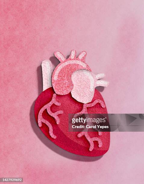 anatomical heart made of felt textile in red background - ontsteking medische aandoening stockfoto's en -beelden