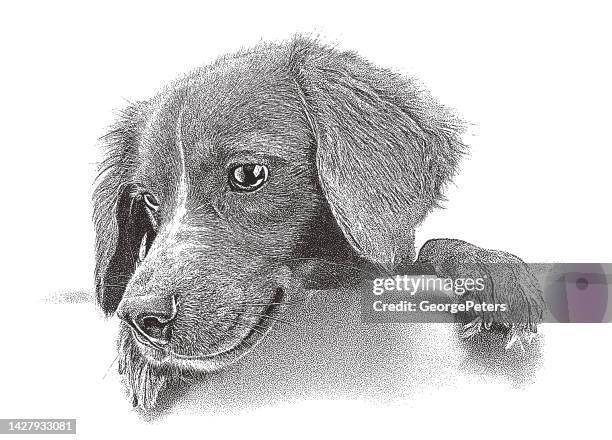 cute mixed-breed dog puppy - golden doodle stock illustrations