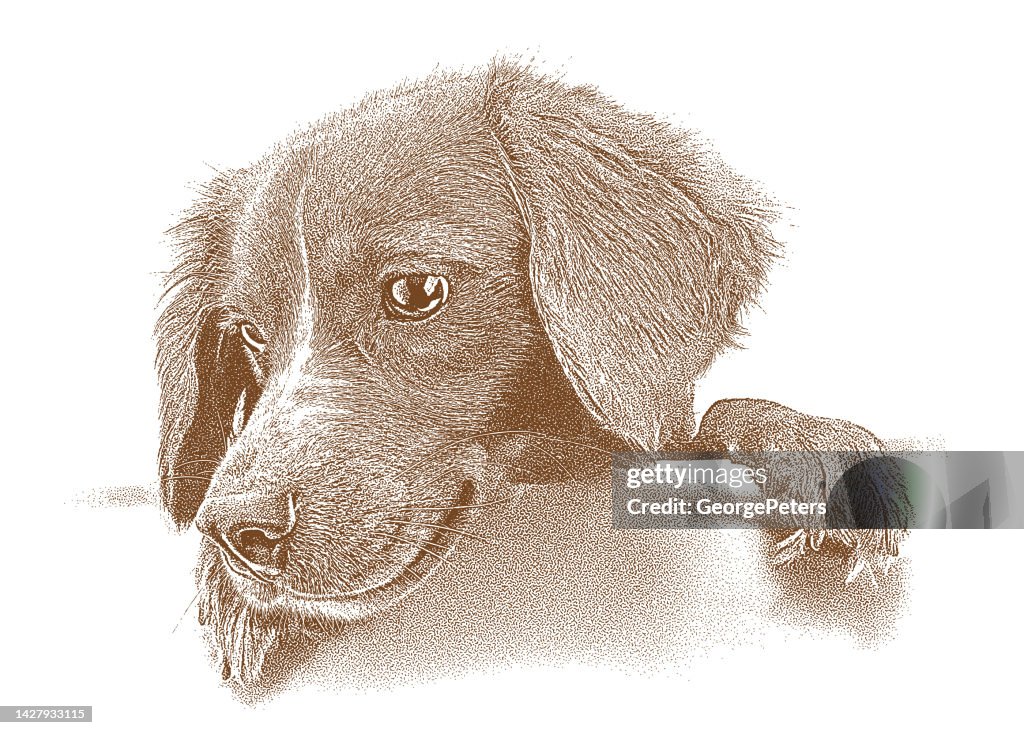 Cute mixed-breed dog puppy