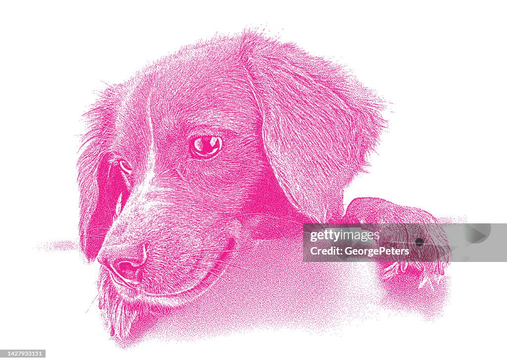 Cute mixed-breed dog puppy