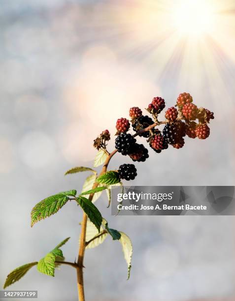 Blackberry Tree Ripe 1,225 Blackberry Tree Stock Photos, High-Res Pictures, and Images ...