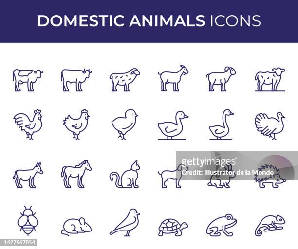 ilustraciones, imágenes clip art, dibujos animados e iconos de stock de iconos de línea de animales domésticos - gallina