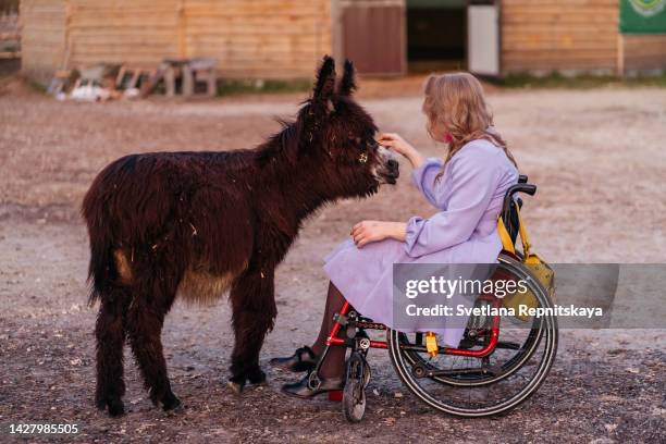 woman with cerebral palsy on wheelchair animal therapy with donkey - animal friends stock-fotos und bilder