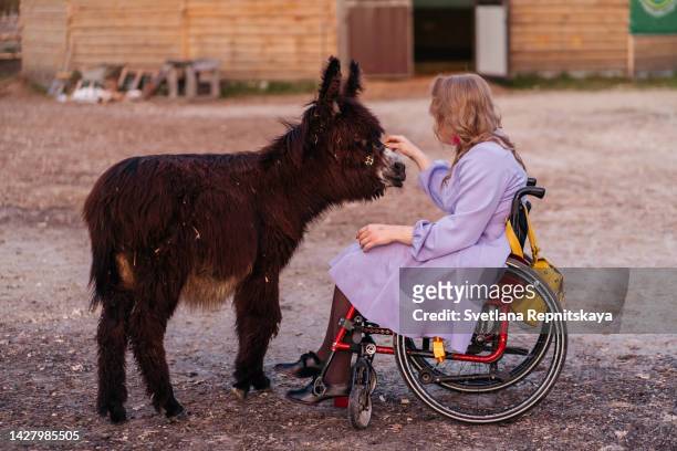 woman with cerebral palsy on wheelchair animal therapy with donkey - world kindness day stock pictures, royalty-free photos & images