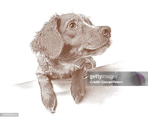 stockillustraties, clipart, cartoons en iconen met cute mixed-breed dog puppy - mixed breed dog