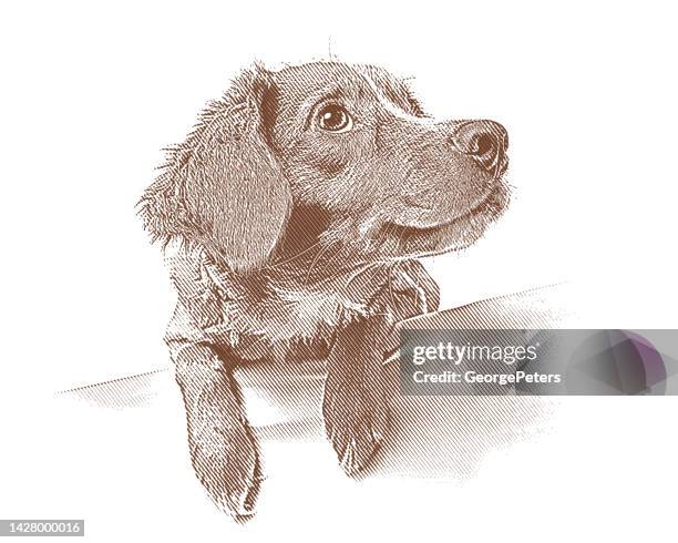 cute mixed-breed dog puppy - golden doodle stock illustrations