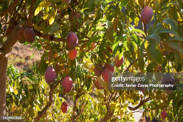 mangoes growing on a tree - mango tree fotografías e imágenes de stock