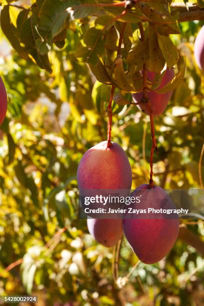 mangoes growing on a tree - mango tree stock-fotos und bilder