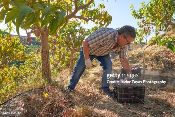 organic senior latin farmer man harvesting mango - mango tree stock pictures, royalty-free photos & images