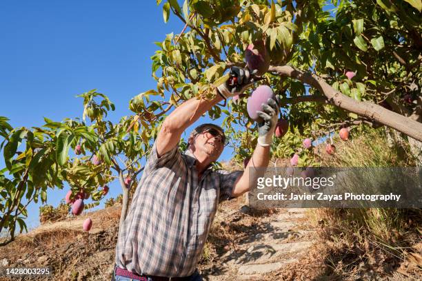 organic senior latin farmer man harvesting mango - mango tree stock pictures, royalty-free photos & images