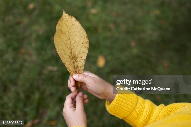 young mixed-race girl holding a yellow leaf - kid looking down stock pictures, royalty-free photos & images