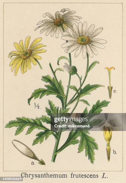 old chromolithograph illustration of botany, paris daisy, marguerite or marguerite daisy (argyranthemum frutescens) - margarida imagens e fotografias de stock