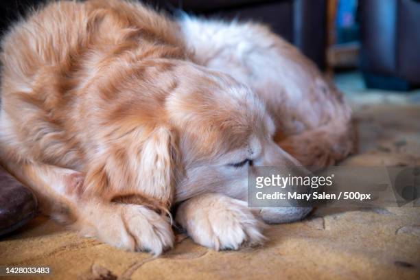 closeup of sleeping aged golden retriever dog with red and white fur - old golden retriever stock pictures, royalty-free photos & images